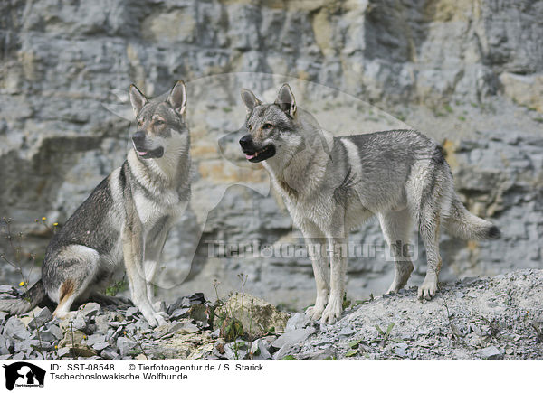 Tschechoslowakische Wolfhunde / Czechoslovakian wolfdogs / SST-08548