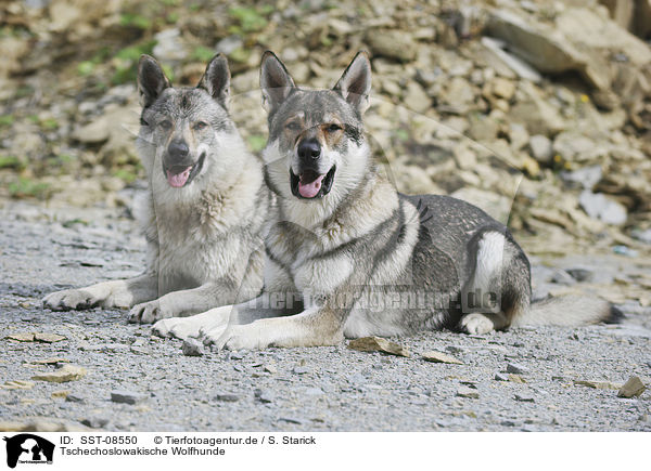 Tschechoslowakische Wolfhunde / Czechoslovakian wolfdogs / SST-08550