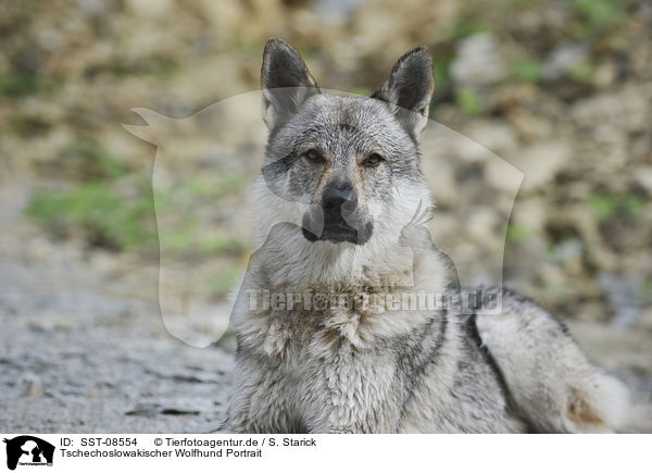 Tschechoslowakischer Wolfhund Portrait / Czechoslovakian wolfdog portrait / SST-08554