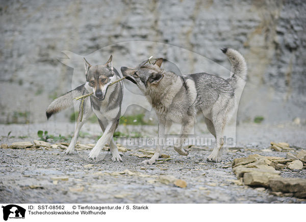 Tschechoslowakische Wolfhunde / Czechoslovakian wolfdogs / SST-08562