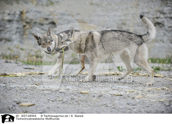 Tschechoslowakische Wolfhunde / Czechoslovakian wolfdogs / SST-08564