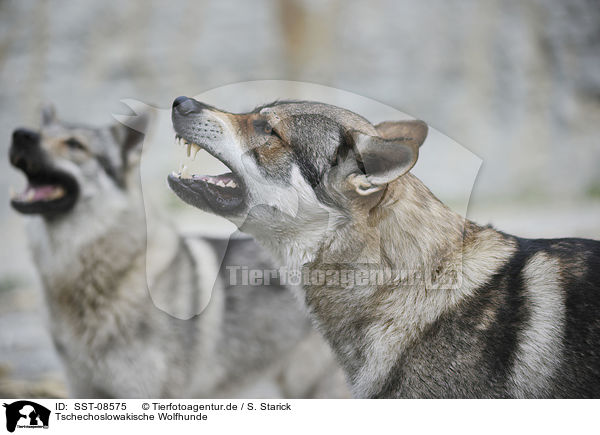 Tschechoslowakische Wolfhunde / Czechoslovakian wolfdogs / SST-08575
