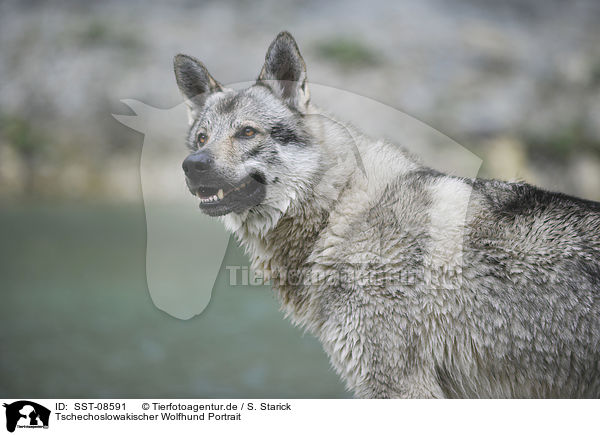 Tschechoslowakischer Wolfhund Portrait / Czechoslovakian wolfdog portrait / SST-08591