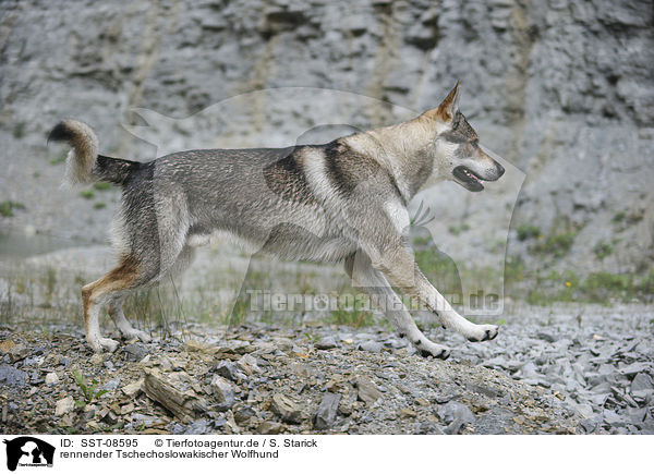 rennender Tschechoslowakischer Wolfhund / running Czechoslovakian wolfdog / SST-08595