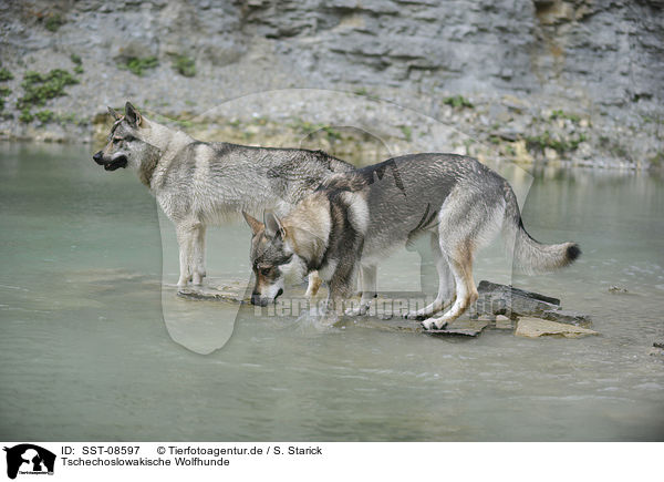 Tschechoslowakische Wolfhunde / Czechoslovakian wolfdogs / SST-08597