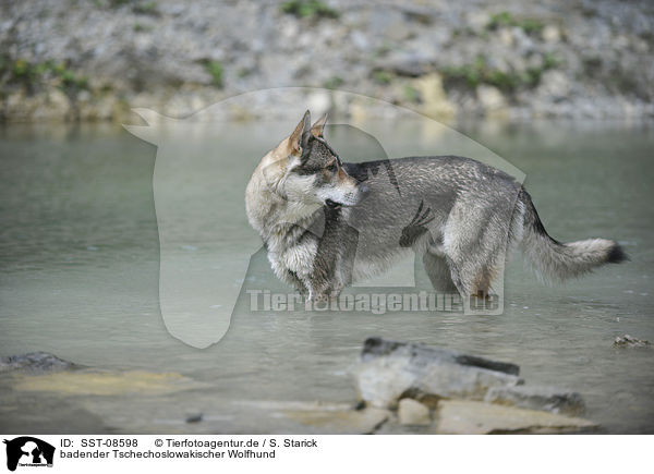 badender Tschechoslowakischer Wolfhund / bathing Czechoslovakian wolfdog / SST-08598