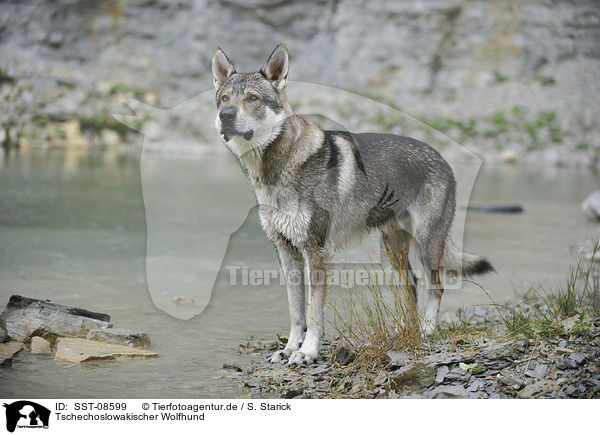 Tschechoslowakischer Wolfhund / Czechoslovakian wolfdog / SST-08599
