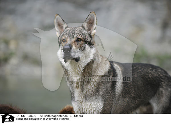 Tschechoslowakischer Wolfhund Portrait / Czechoslovakian wolfdog portrait / SST-08600