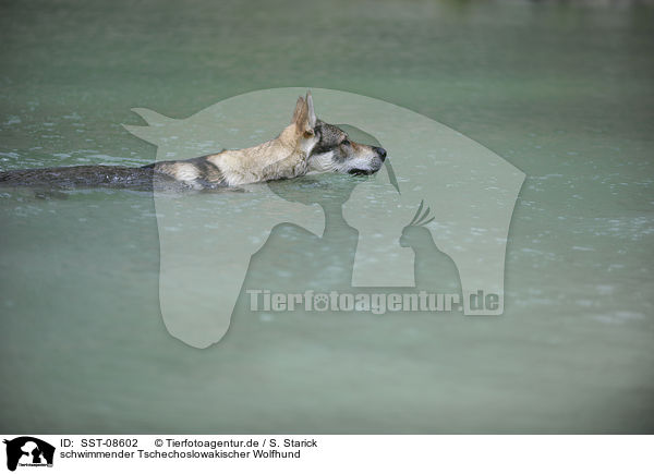 schwimmender Tschechoslowakischer Wolfhund / swimming Czechoslovakian wolfdog / SST-08602