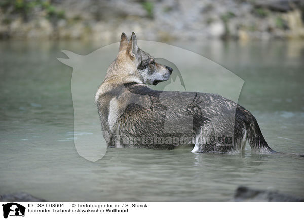 badender Tschechoslowakischer Wolfhund / bathing Czechoslovakian wolfdog / SST-08604