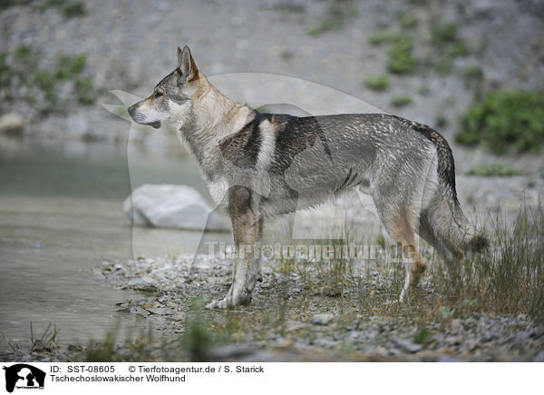 Tschechoslowakischer Wolfhund / Czechoslovakian wolfdog / SST-08605