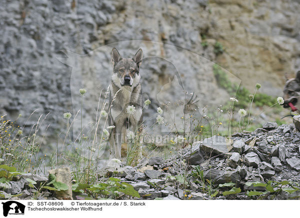 Tschechoslowakischer Wolfhund / Czechoslovakian wolfdog / SST-08606