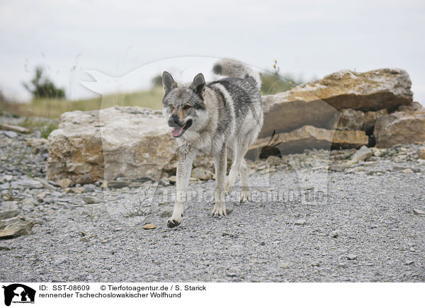 rennender Tschechoslowakischer Wolfhund / running Czechoslovakian wolfdog / SST-08609