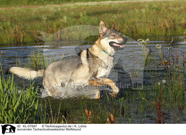 rennender Tschechoslowakischer Wolfshund / running Czechoslovakian wolfdog / KL-07687