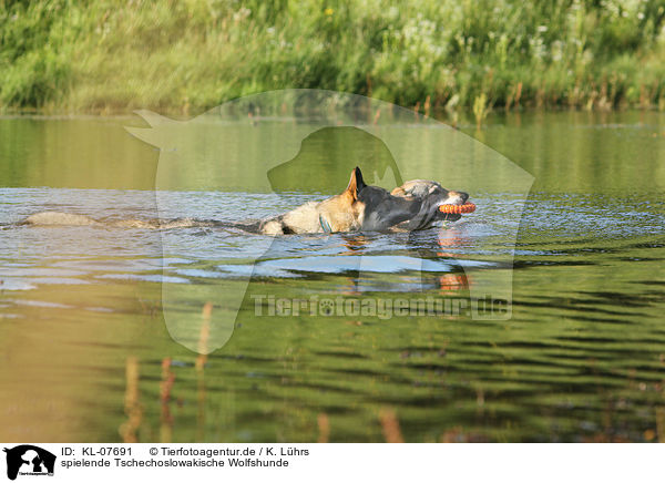 spielende Tschechoslowakische Wolfshunde / playing Czechoslovakian wolfdogs / KL-07691