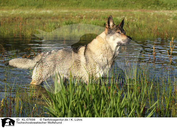 Tschechoslowakischer Wolfshund / Czechoslovakian wolfdog / KL-07698