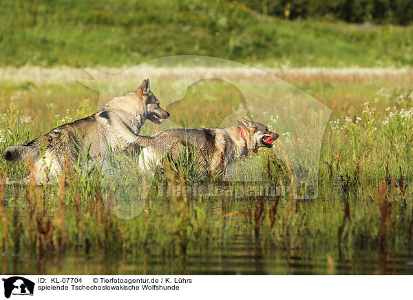 spielende Tschechoslowakische Wolfshunde / playing Czechoslovakian wolfdogs / KL-07704