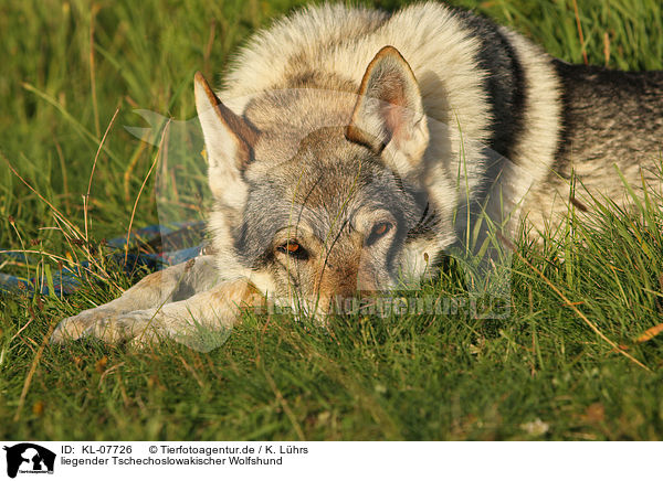 liegender Tschechoslowakischer Wolfshund / lying Czechoslovakian wolfdog / KL-07726