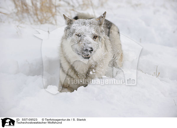 Tschechoslowakischer Wolfshund / Czechoslovakian wolfdog / SST-09523