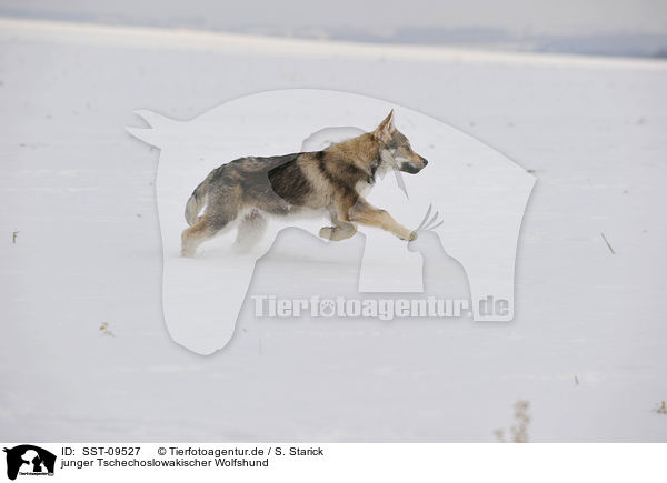 junger Tschechoslowakischer Wolfshund / young Czechoslovakian wolfdog / SST-09527