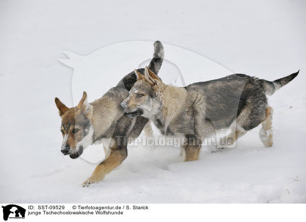 junge Tschechoslowakische Wolfshunde / young Czechoslovakian wolfdogs / SST-09529