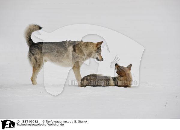 Tschechoslowakische Wolfshunde / Czechoslovakian wolfdogs / SST-09532