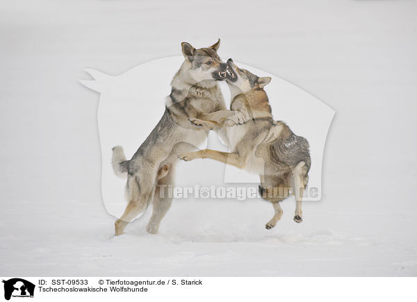 Tschechoslowakische Wolfshunde / Czechoslovakian wolfdogs / SST-09533