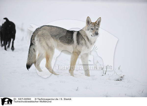 Tschechoslowakischer Wolfshund / Czechoslovakian wolfdog / SST-09560
