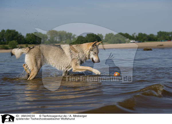 spielender Tschechoslowakischer Wolfshund / playing Czechoslovakian wolfdog / AM-04030