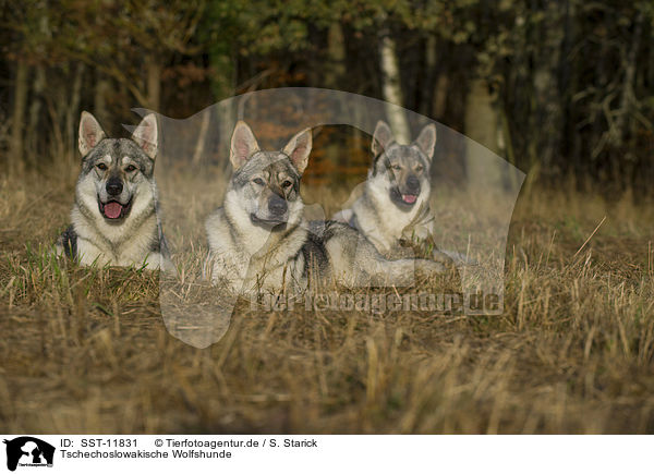 Tschechoslowakische Wolfshunde / Czechoslovakian wolfdogs / SST-11831