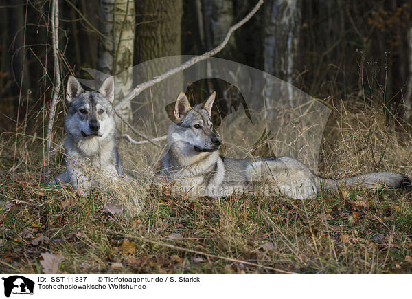 Tschechoslowakische Wolfshunde / Czechoslovakian wolfdogs / SST-11837