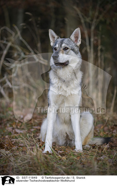 sitzender Tschechoslowakischer Wolfshund / sitting Czechoslovakian wolfdog / SST-11849