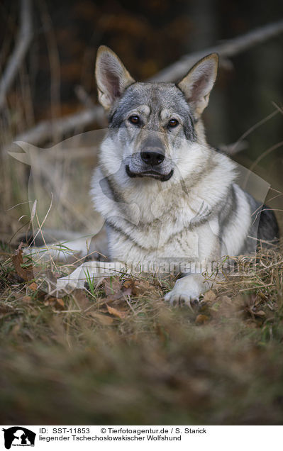 liegender Tschechoslowakischer Wolfshund / lying Czechoslovakian wolfdog / SST-11853