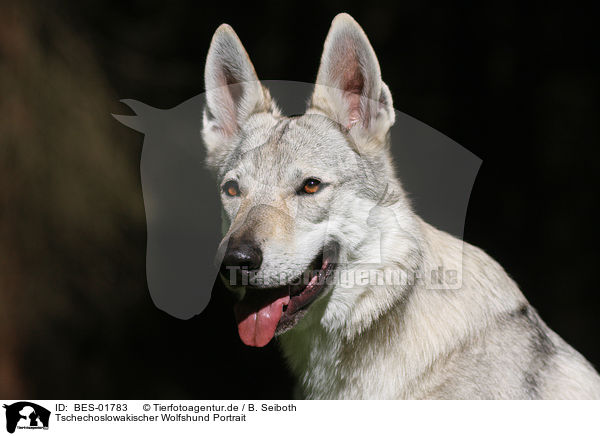 Tschechoslowakischer Wolfshund Portrait / BES-01783