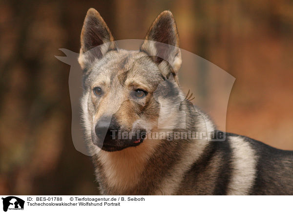 Tschechoslowakischer Wolfshund Portrait / BES-01788