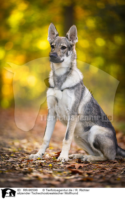 sitzender Tschechoslowakischer Wolfhund / sitting Czechoslovakian Wolf dog / RR-96596