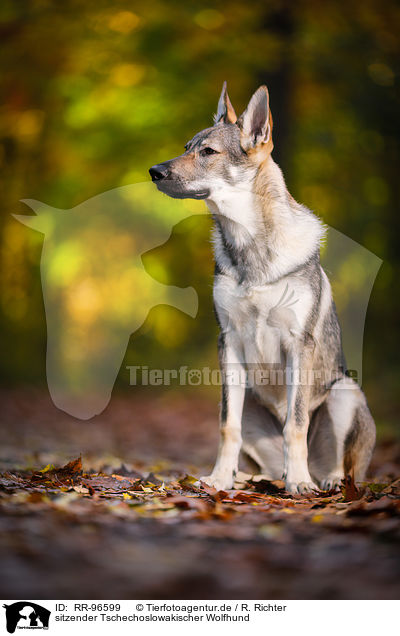sitzender Tschechoslowakischer Wolfhund / RR-96599