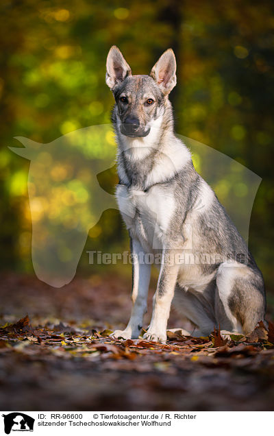 sitzender Tschechoslowakischer Wolfhund / sitting Czechoslovakian Wolf dog / RR-96600
