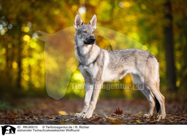 stehender Tschechoslowakischer Wolfhund / standing Czechoslovakian Wolf dog / RR-96610