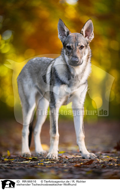 stehender Tschechoslowakischer Wolfhund / standing Czechoslovakian Wolf dog / RR-96616