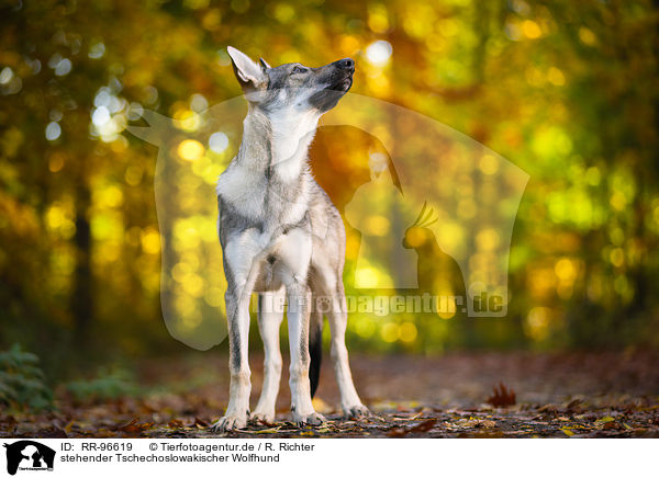 stehender Tschechoslowakischer Wolfhund / standing Czechoslovakian Wolf dog / RR-96619