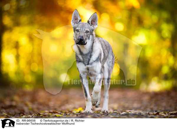 trabender Tschechoslowakischer Wolfhund / trotting Czechoslovakian Wolf dog / RR-96656