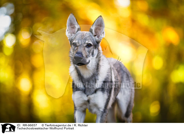 Tschechoslowakischer Wolfhund Portrait / RR-96657