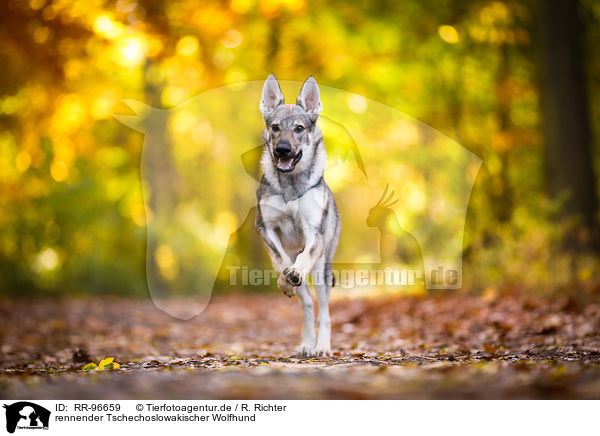 rennender Tschechoslowakischer Wolfhund / RR-96659