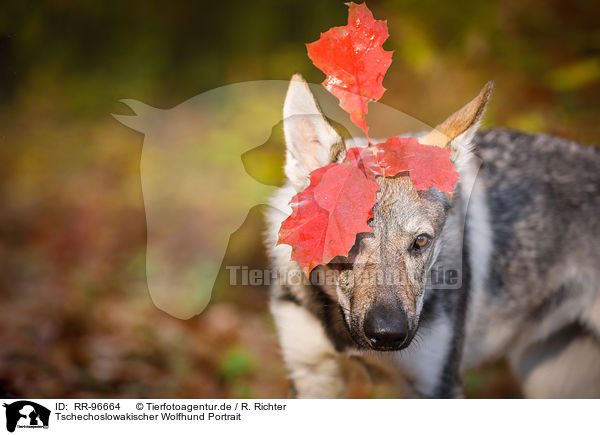 Tschechoslowakischer Wolfhund Portrait / Czechoslovakian Wolf dog Portrait / RR-96664