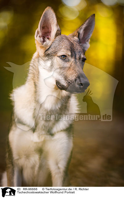Tschechoslowakischer Wolfhund Portrait / Czechoslovakian Wolf dog Portrait / RR-96666
