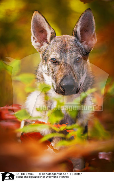 Tschechoslowakischer Wolfhund Portrait / Czechoslovakian Wolf dog Portrait / RR-96668