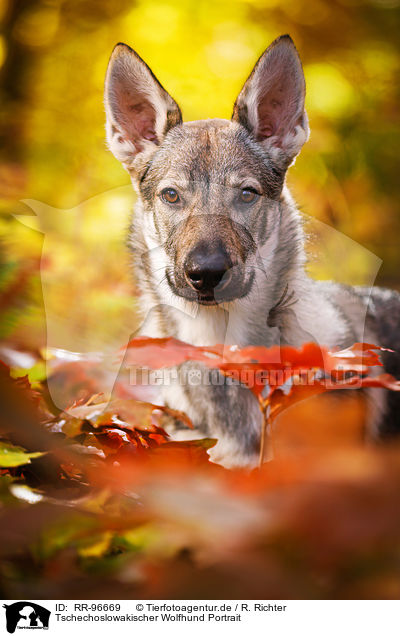 Tschechoslowakischer Wolfhund Portrait / RR-96669