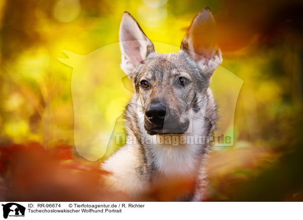 Tschechoslowakischer Wolfhund Portrait / RR-96674