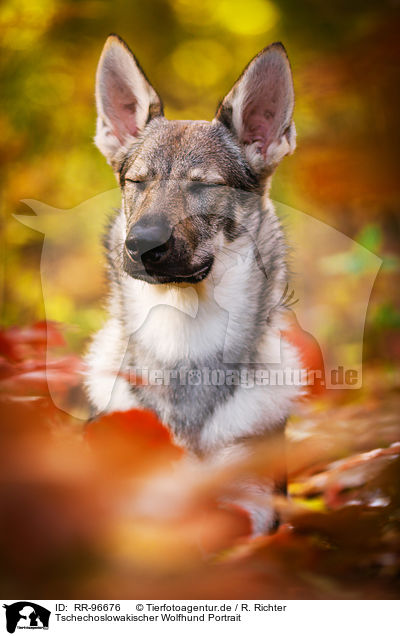 Tschechoslowakischer Wolfhund Portrait / RR-96676